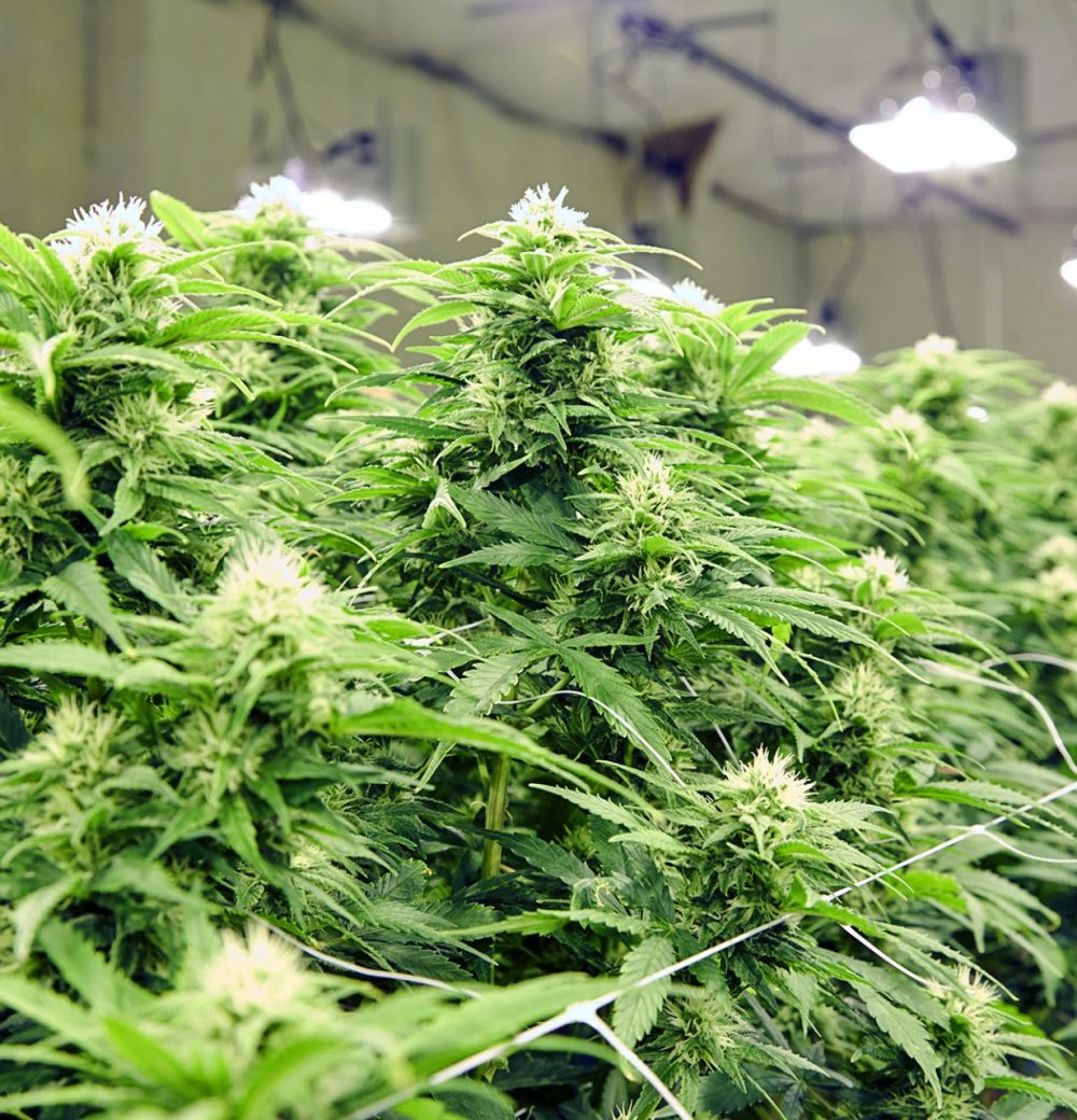 medical-cannabis-legaal-medisch-henrobv